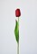 19&#x22; Faux Real Touch Red Tulip Stem